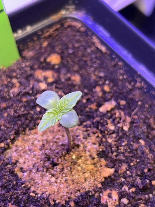 Landrace Ladies ‘26. Week 0 - Triple Tom Hill #2 (#1 is older and outside of this diary)