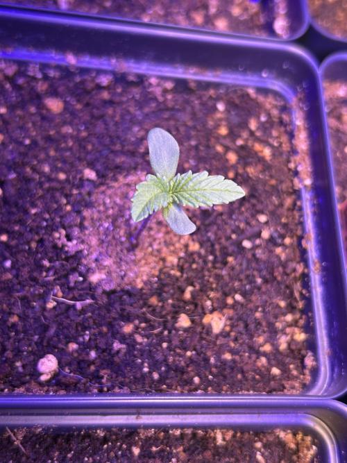 Landrace Ladies ‘26. Week 1 - Romulan x Pakrai75 Indica (Day 1: 12/14)