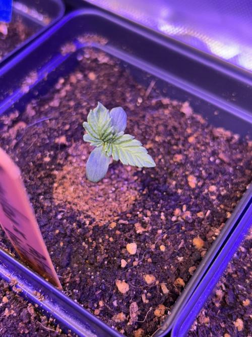 Landrace Ladies ‘26. Week 1 - Romulan x Pakrai75 Indica (Day 1: 12/14)