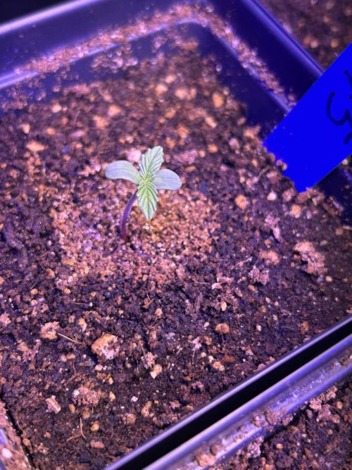 Landrace Ladies ‘26. Week 1 - Pakrai75 (Day 1: 12/14)