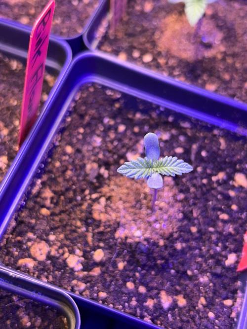 Landrace Ladies ‘26. Week 1 - Pink Flamingo (Day 1: 12/14)