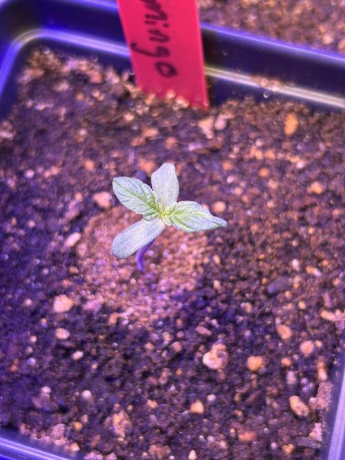 Landrace Ladies ‘26. Week 1 - Pink Flamingo (Day 1: 12/14)