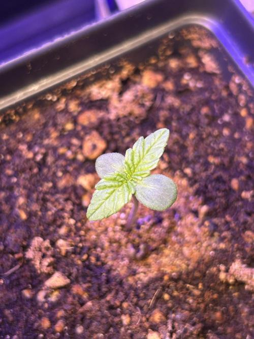 Landrace Ladies ‘26. Week 1 - Triple Tom Hill (Day 1: 12/14)