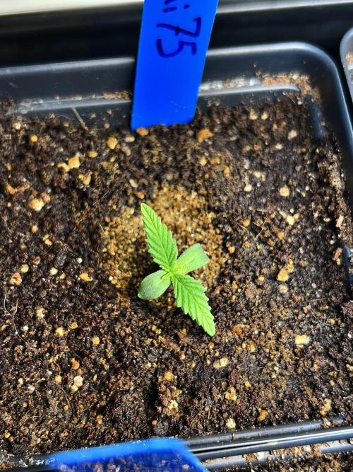 Landrace Ladies ‘26. Week 1 - Pakrai75 (Day 5: 12/18)
Looks a lot better!