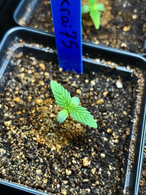 Landrace Ladies ‘26. Week 1 - Pakrai75 (Day 5: 12/18)