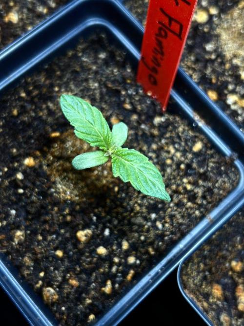 Landrace Ladies ‘26. Week 1 - Pink Flamingo (Day 5: 12/18)