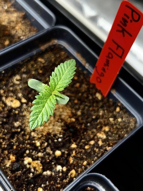 Landrace Ladies ‘26. Week 1 - Pink Flamingo (Day 5: 12/18)