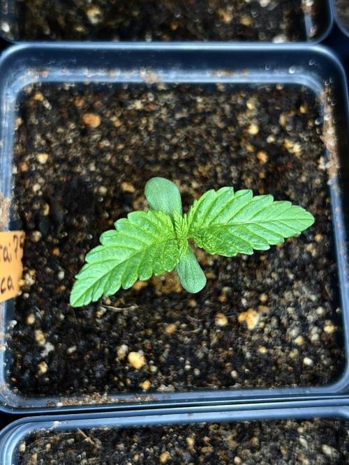 Landrace Ladies ‘26. Week 1 - Romulan x Pakrai75 Indica
(Day 5: 12/18)