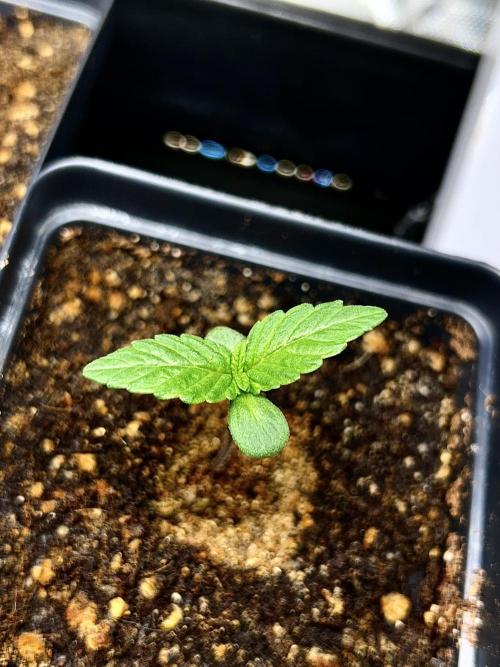 Landrace Ladies ‘26. Week 1 - Triple Tom Hill (Day 5: 12/18)