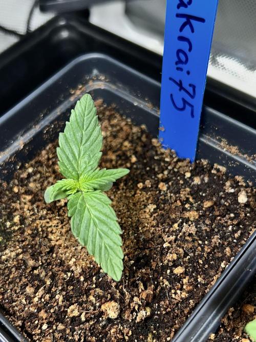 Landrace Ladies ‘26. Week 2 - Pakrai75