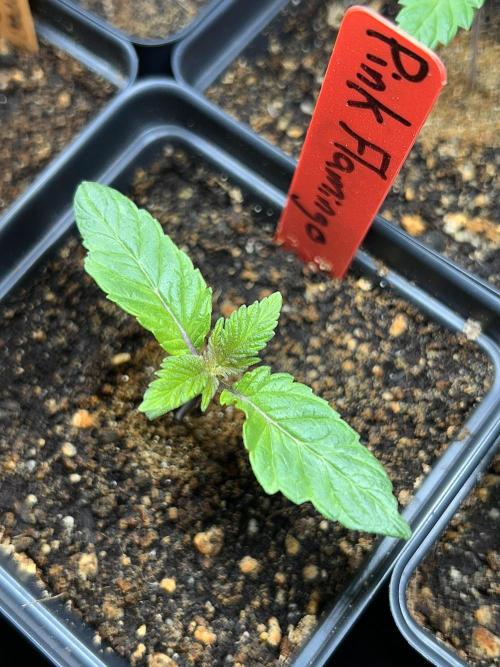 Landrace Ladies ‘26. Week 2 - Pink Flamingo