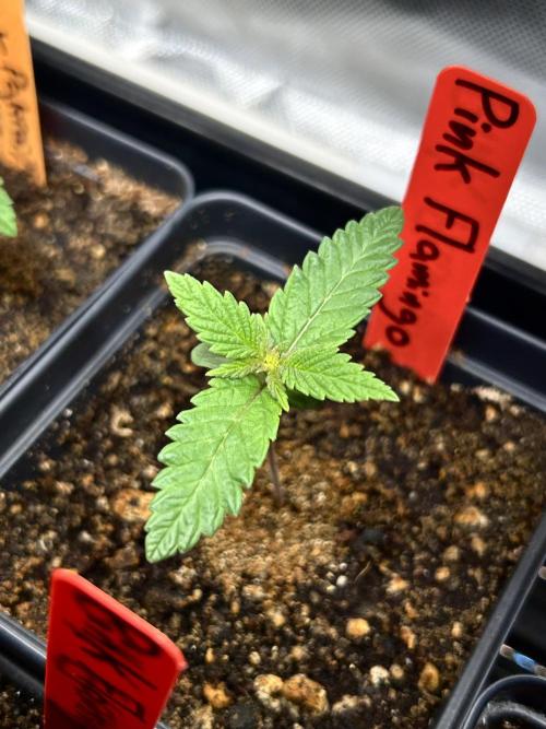 Landrace Ladies ‘26. Week 2 - Pink Flamingo