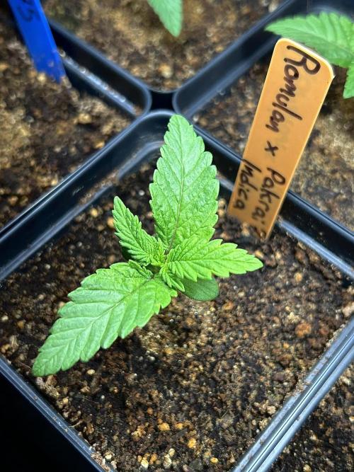 Landrace Ladies ‘26. Week 2 - Romulan x Pakrai75 Indica