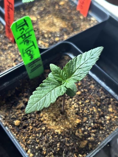 Landrace Ladies ‘26. Week 2 - Triple Tom Hill