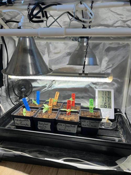 Landrace Ladies ‘26. Week 2 - Blue Lights OFF