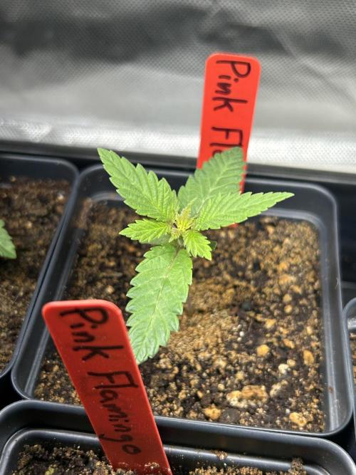 Landrace Ladies ‘26. Week 2 - Pink Flamingo #1 - Looking extra happy. 