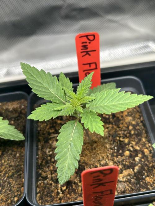 Landrace Ladies ‘26. Week 2 - Pink Flamingo #1 - Towards the end of the week. 