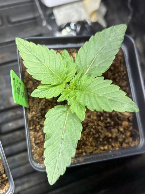 Landrace Ladies ‘26. Week 2 - Triple Tom Hill - Towards the end of the week. 