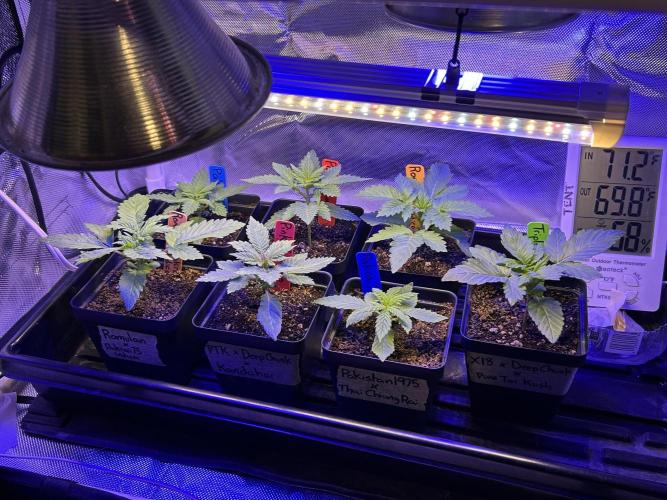 Landrace Ladies ‘26. Week 3 - Day 16: Monday, 12/29/2025