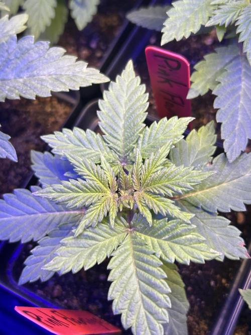 Landrace Ladies ‘26. Week 3 - Day 16: Pink Flamingo #2 with color. 