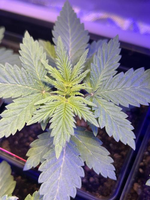 Landrace Ladies ‘26. Week 3 - Day 16: Pink Flamingo #1 without the color that #2 has. 