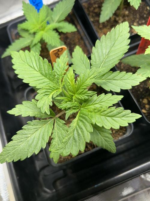 Landrace Ladies ‘26. Week 3 - Day 16: Romulan Cross #2
Slightly deformed fan leaves. 