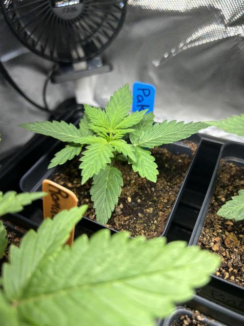 Landrace Ladies ‘26. Week 3 - Day 16: Pakrai75 #1
Super short, only 0.6” tall. 