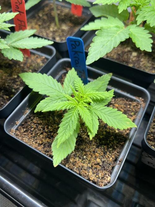 Landrace Ladies ‘26. Week 3 - Day 16: Pakrai75 #2
Extra short, only 0.5” tall. 