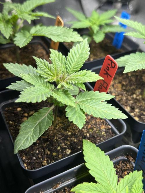 Landrace Ladies ‘26. Week 3 - Day 16: Pink Flamingo #2