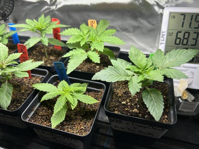 Landrace Ladies ‘26. Week 3 - Day 16: different perspective 