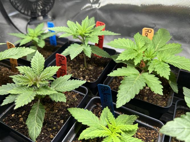 Landrace Ladies ‘26. Week 3 - Day 16: different perspective 