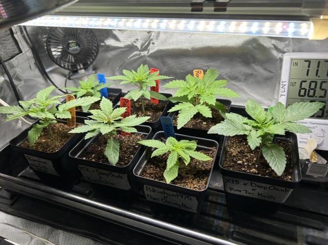 Landrace Ladies ‘26. Week 3 - Day 16: different perspective 