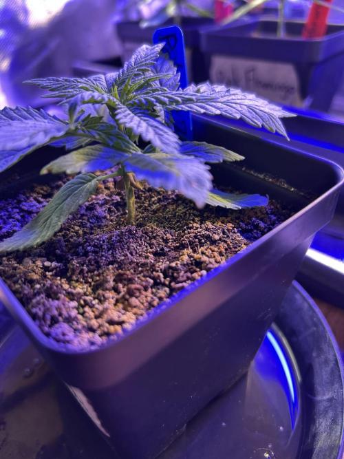 Landrace Ladies ‘26. Week 4 - This is the Pakrai75 that’s still having a hard time. Barely 1” tall. 