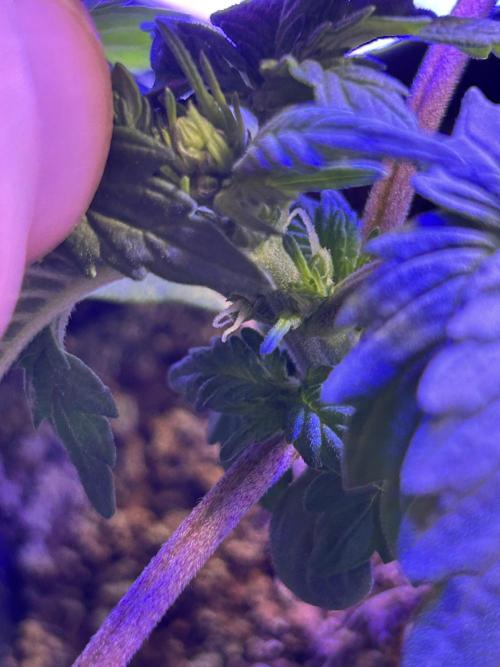 Landrace Ladies ‘26. Week 4 - Triple Tom Hill - Lady. 