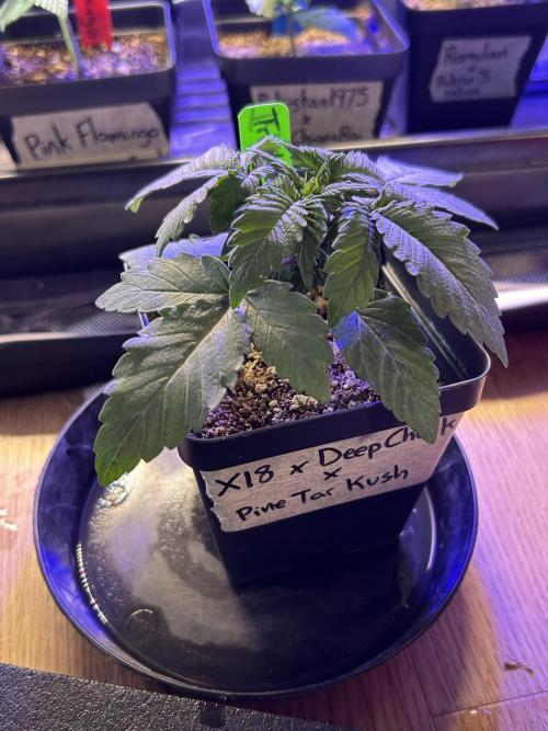 Landrace Ladies ‘26. Week 4 - Sleepy Tom. Little and mature. 