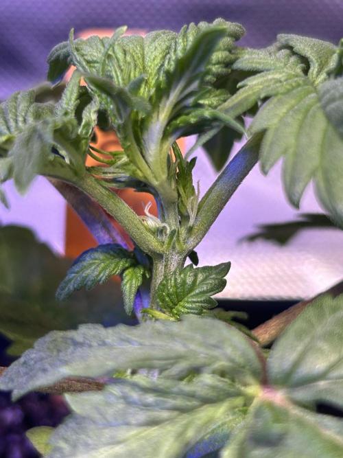 Landrace Ladies ‘26. Week 4 - Romulan x Pakrai - Lady.