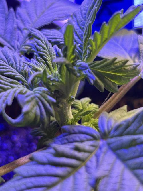 Landrace Ladies ‘26. Week 4 - Pakrai75 - is a dude. 