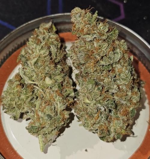 Hazed and Confused. Week 12