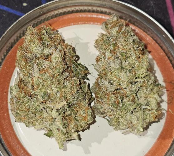 Hazed and Confused. Week 12