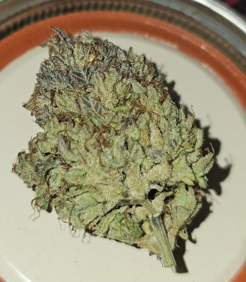 Sundae Thumper. Week 15