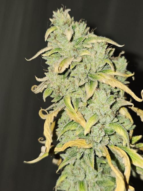 505 Headbanger. Week 12