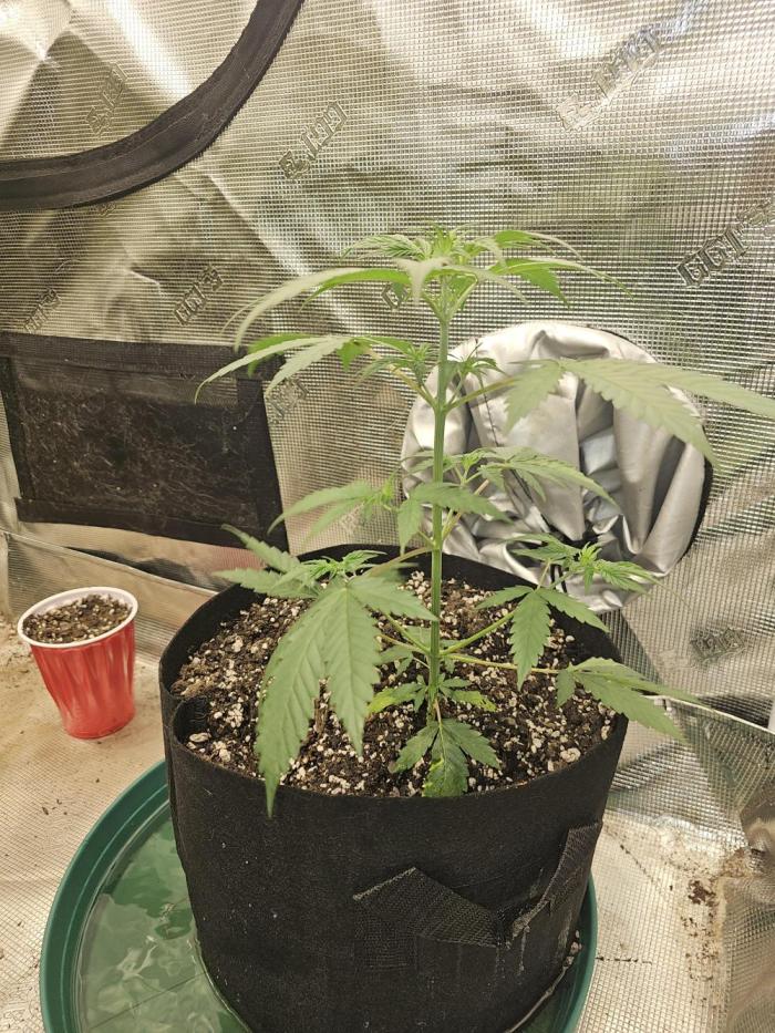 Spice Melange 2. Week 5