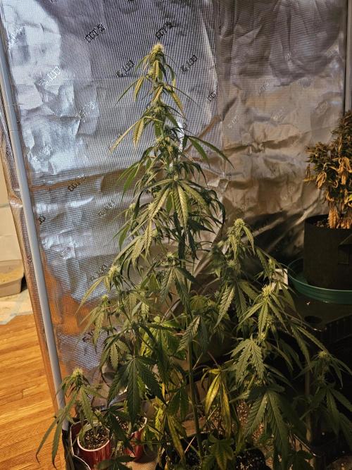 Spice Melange 2. Week 7