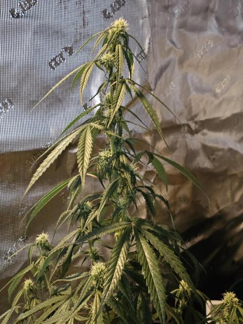 Spice Melange 2. Week 7