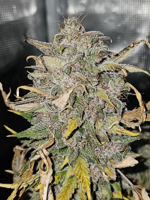 Galactic Gelato. Week 7