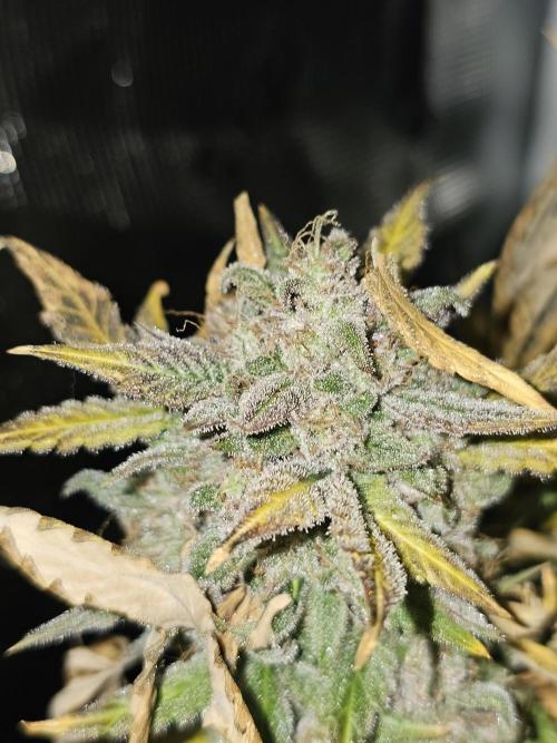 Galactic Gelato. Week 7