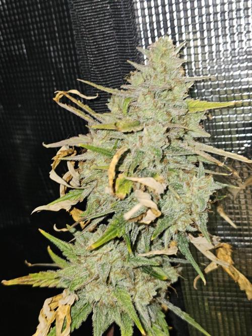 Dosi-DeLorean. Week 6