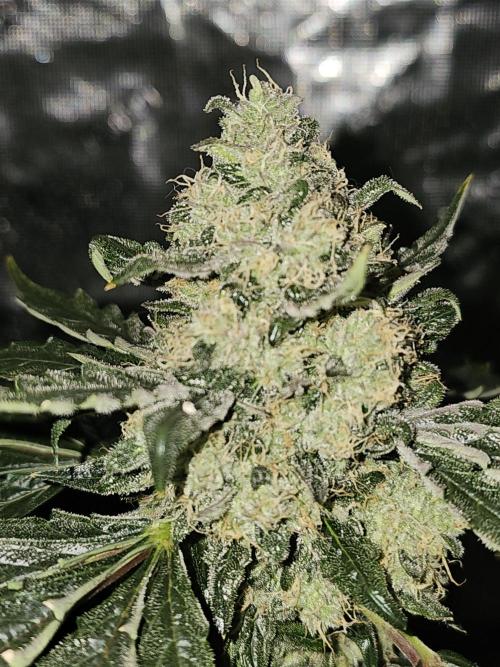 Schoolyard Crush. Week 9