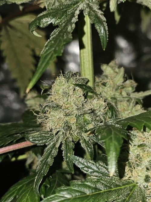 Schoolyard Crush. Week 9