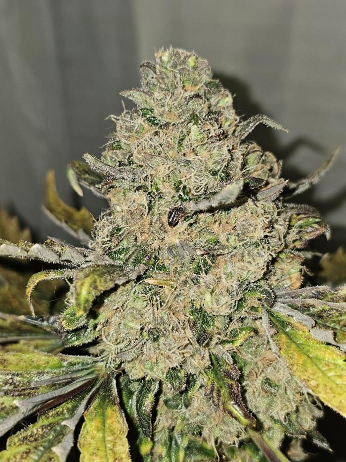 Schoolyard Crush. Week 10